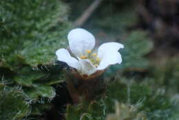 Image of Geum pusillum Petrie