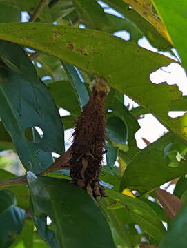 Image of Metura aristocosma (Lower 1908) Beaver 2020