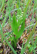 Image of Platanthera convallariifolia (Fisch. ex Lindl.) Lindl.