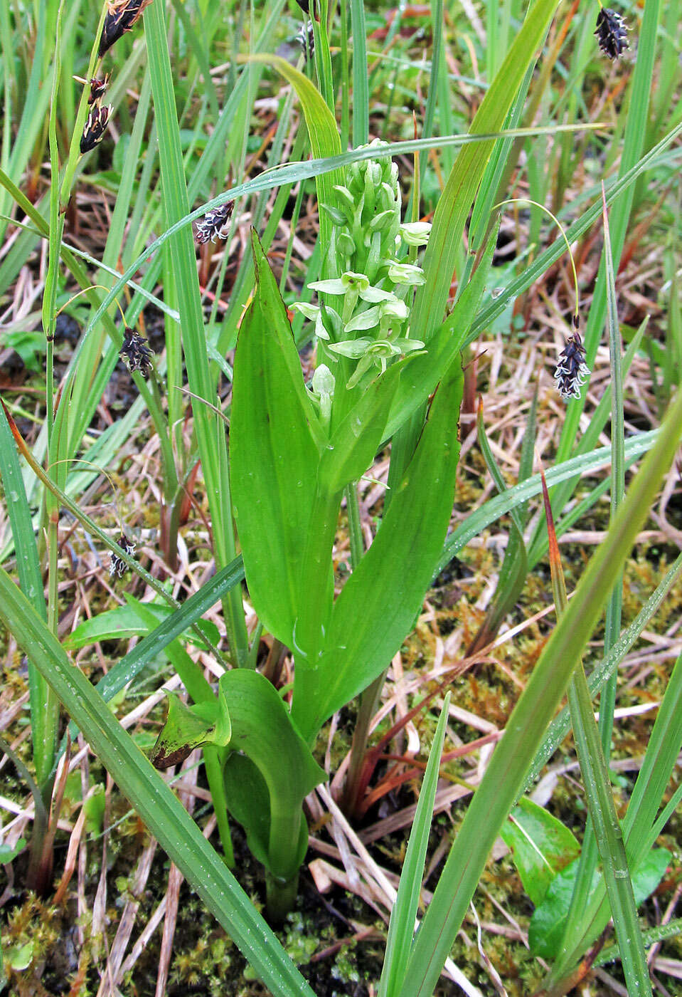 Image of Platanthera convallariifolia (Fisch. ex Lindl.) Lindl.