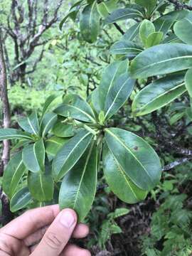 Image of forest wild coffee