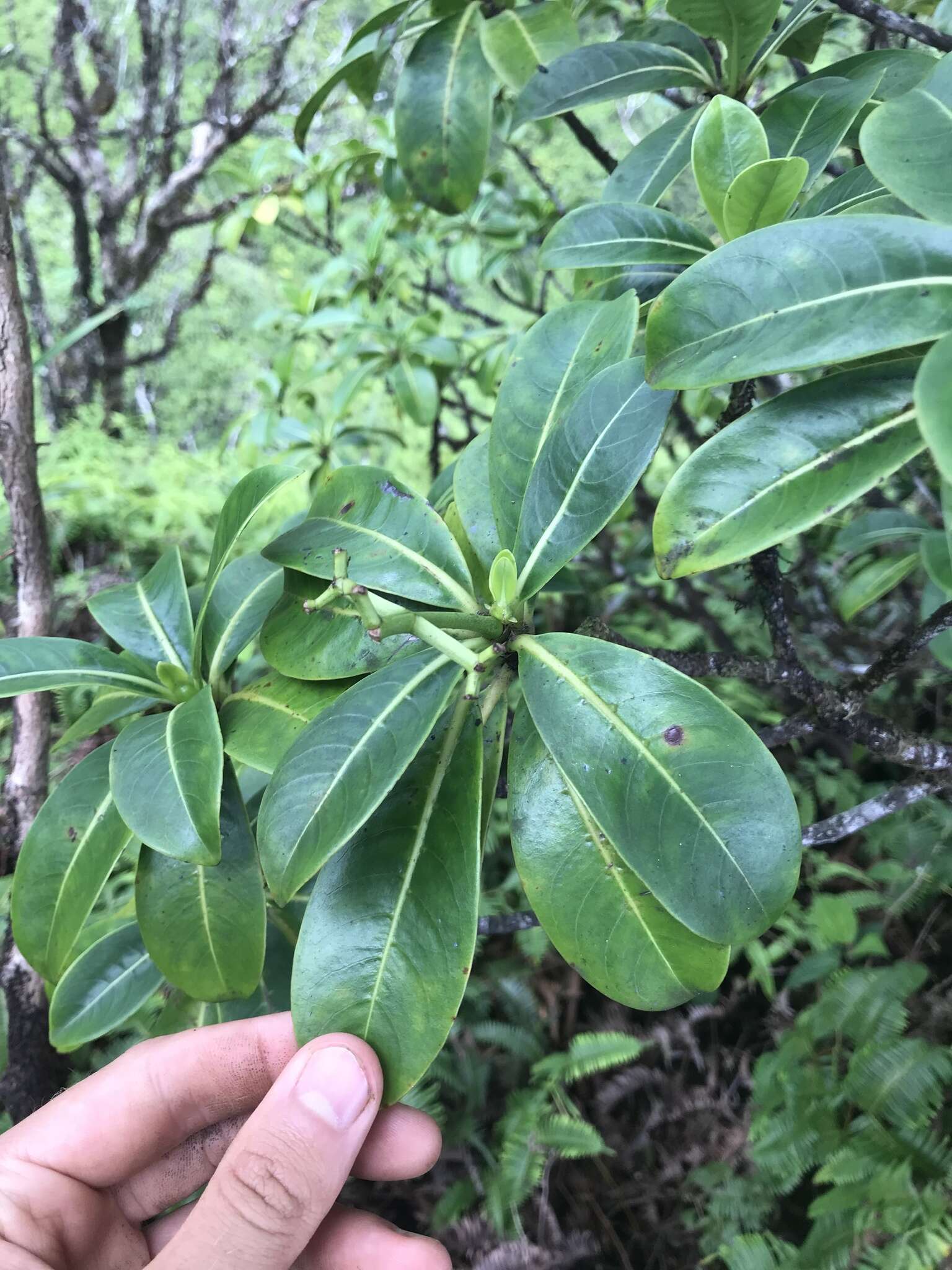 Image of forest wild coffee