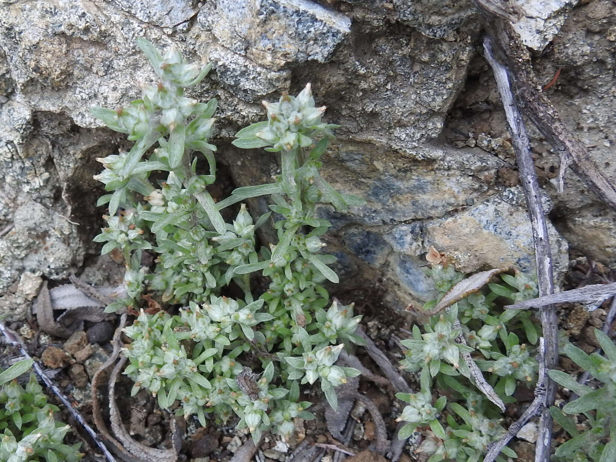 Logfia californica (Nutt.) J. Holub resmi