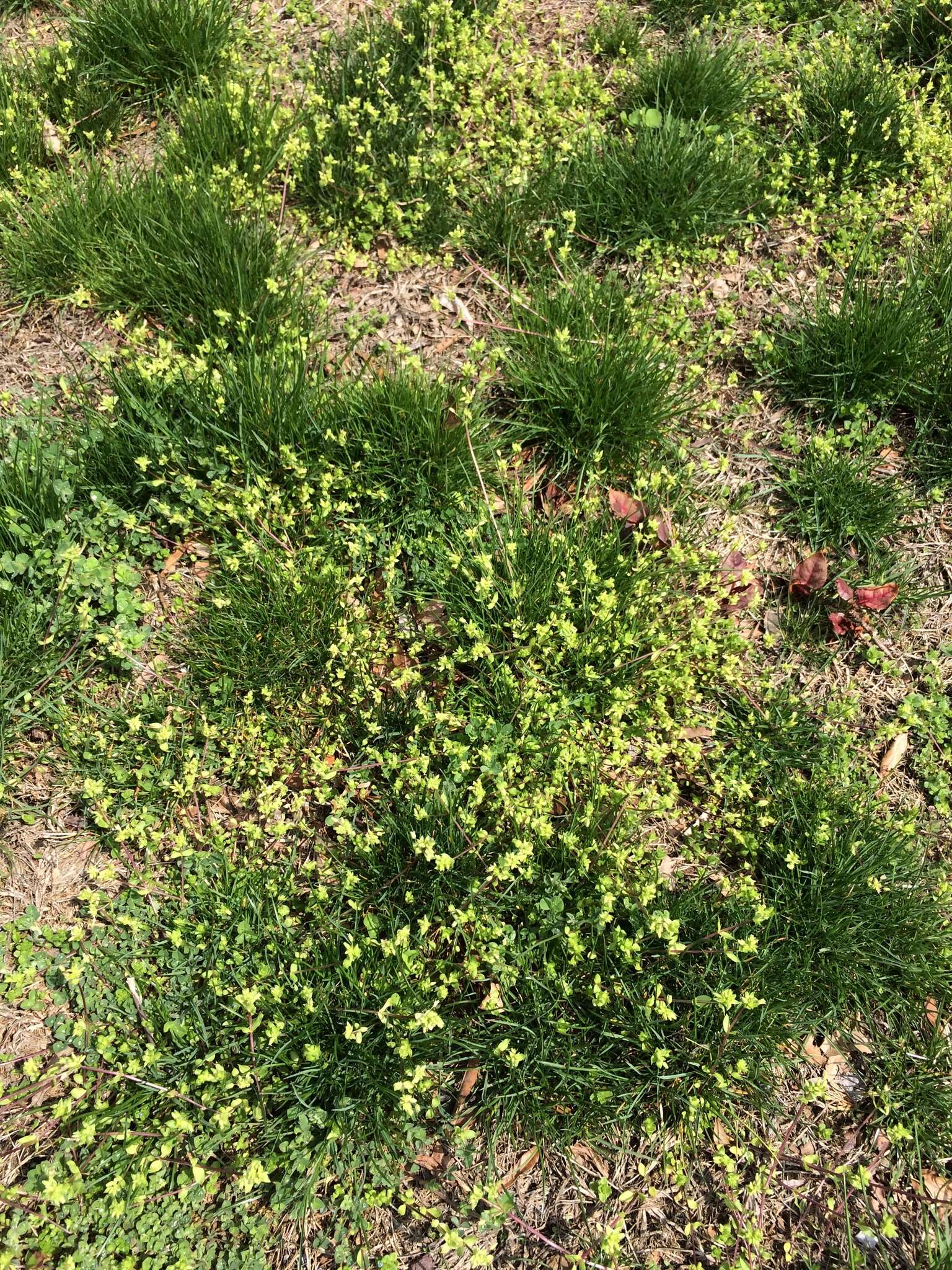 Image of common chickweed