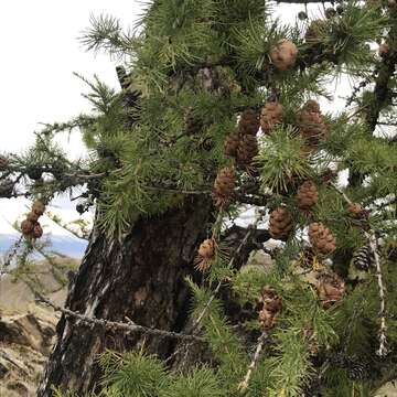 Image of Siberian Larch