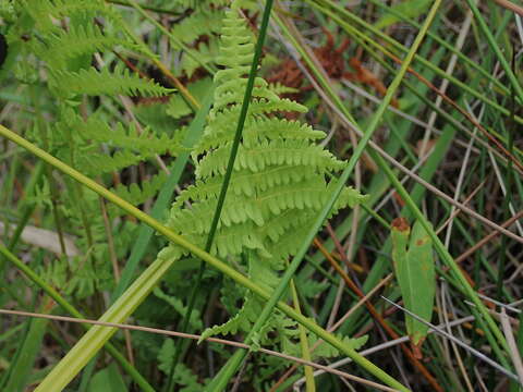 Image of Thelypteris confluens (Thunb.) C. V. Morton