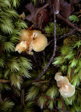 Image of Cantharellus wellingtonensis McNabb 1971