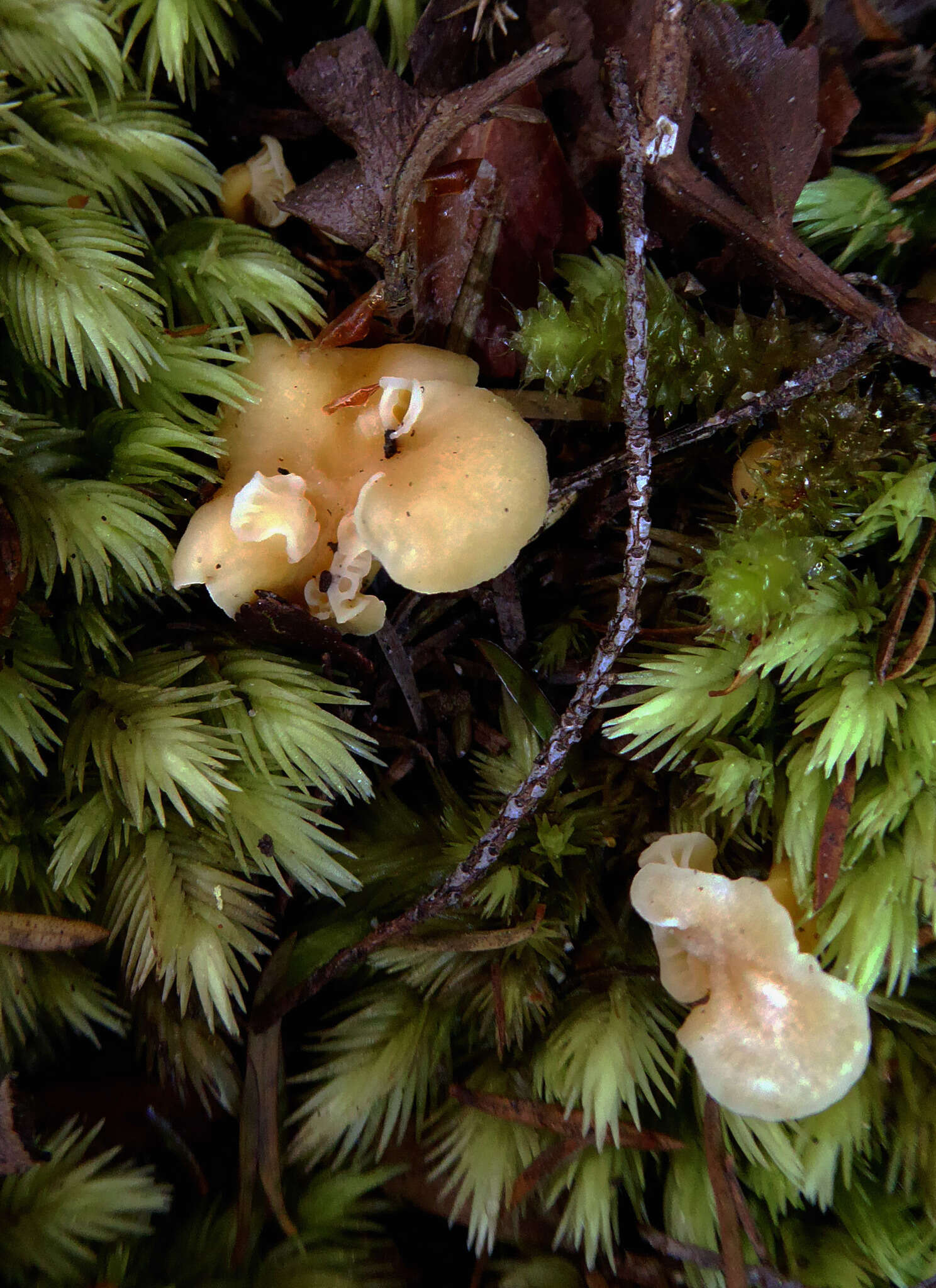 Image de Cantharellus wellingtonensis McNabb 1971