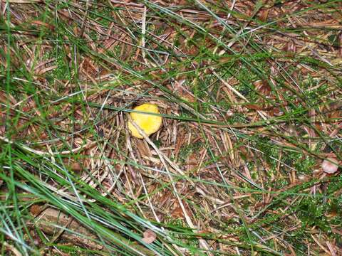 Image of Chanterelle