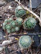 Image of Mammillaria crinita subsp. wildii (A. Dietr.) D. R. Hunt