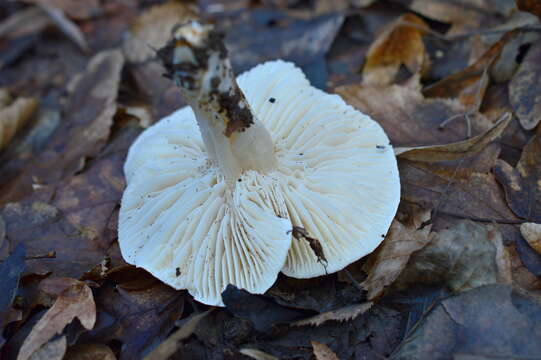 Image of Hygrophorus arbustivus Fr. 1836