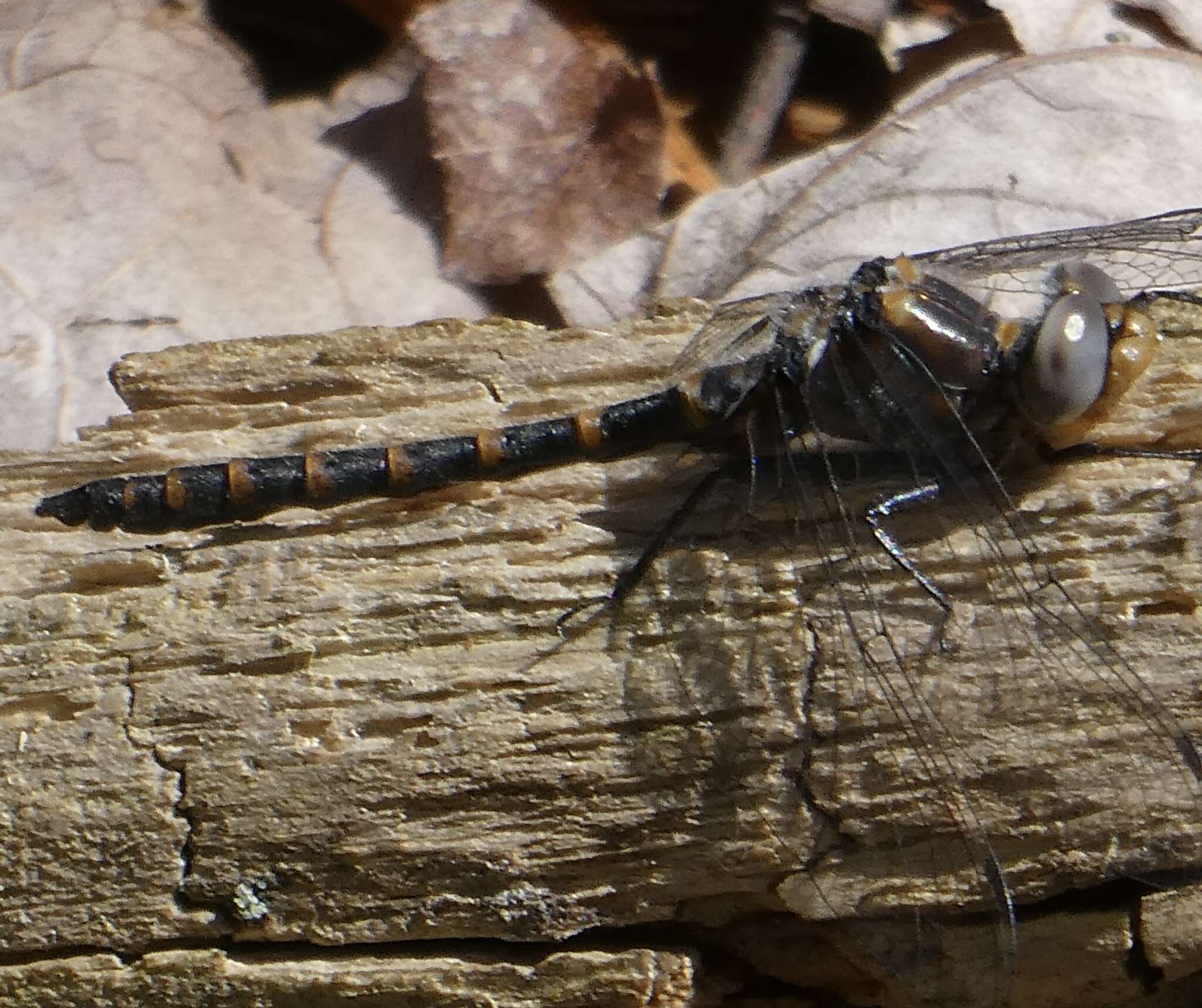 Image of Williamsonia lintneri (Hagen ex Selys 1878)