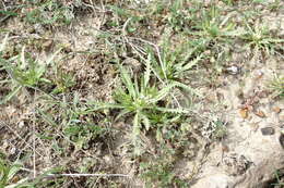 Imagem de Neotorularia torulosa (Desf.) Hedge & J. Léonard