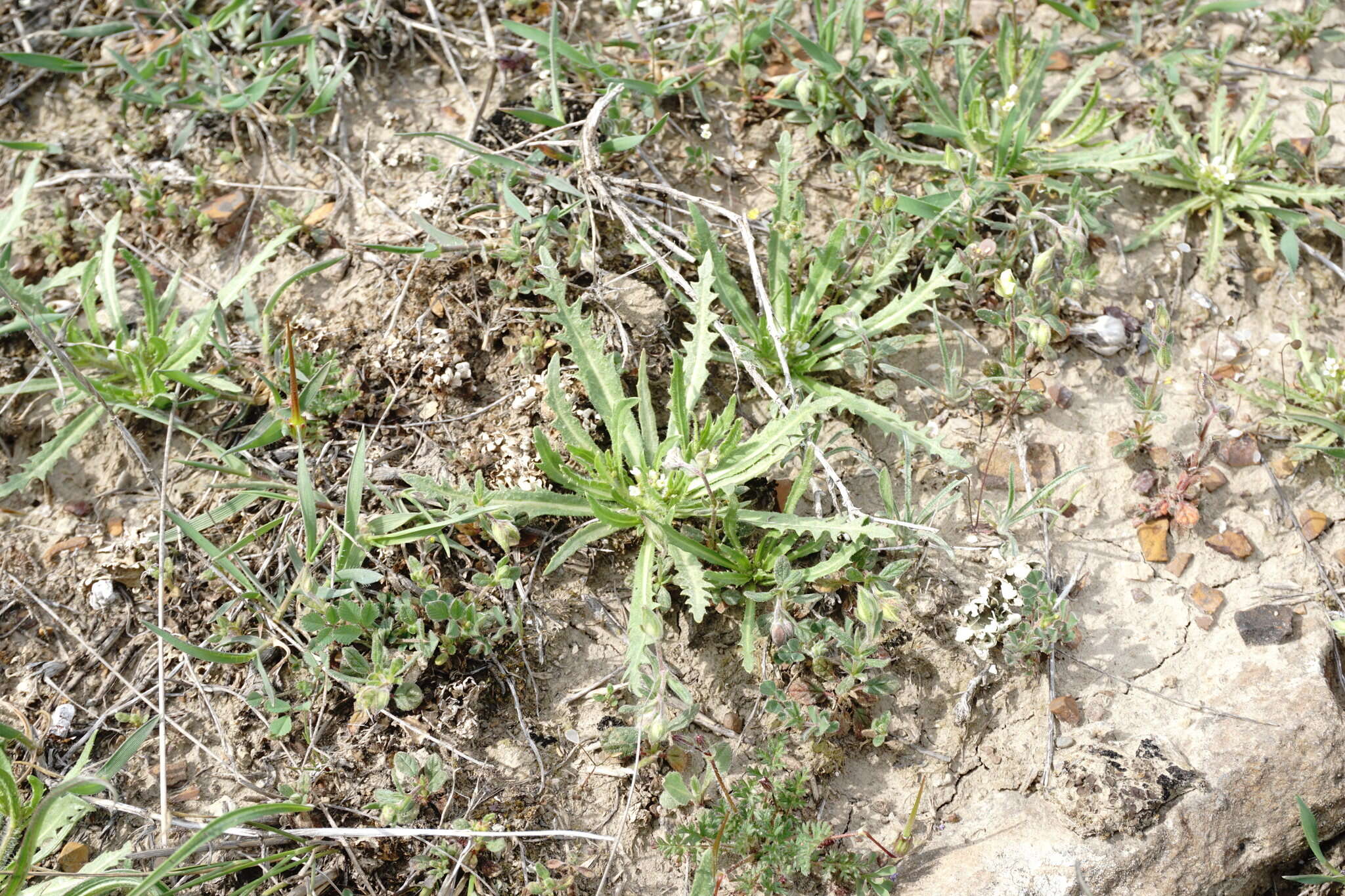 Imagem de Neotorularia torulosa (Desf.) Hedge & J. Léonard