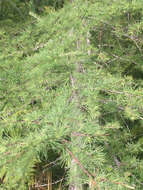 Image of American Larch