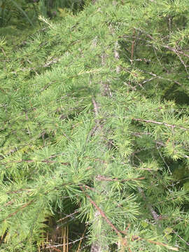 Image of American Larch