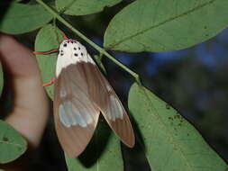 Image of Amerila crokeri MacLeay 1827