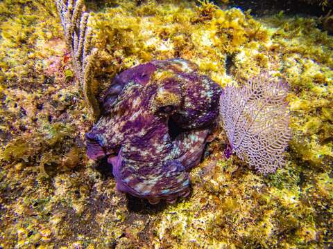 Image of Caribbean reef octopus