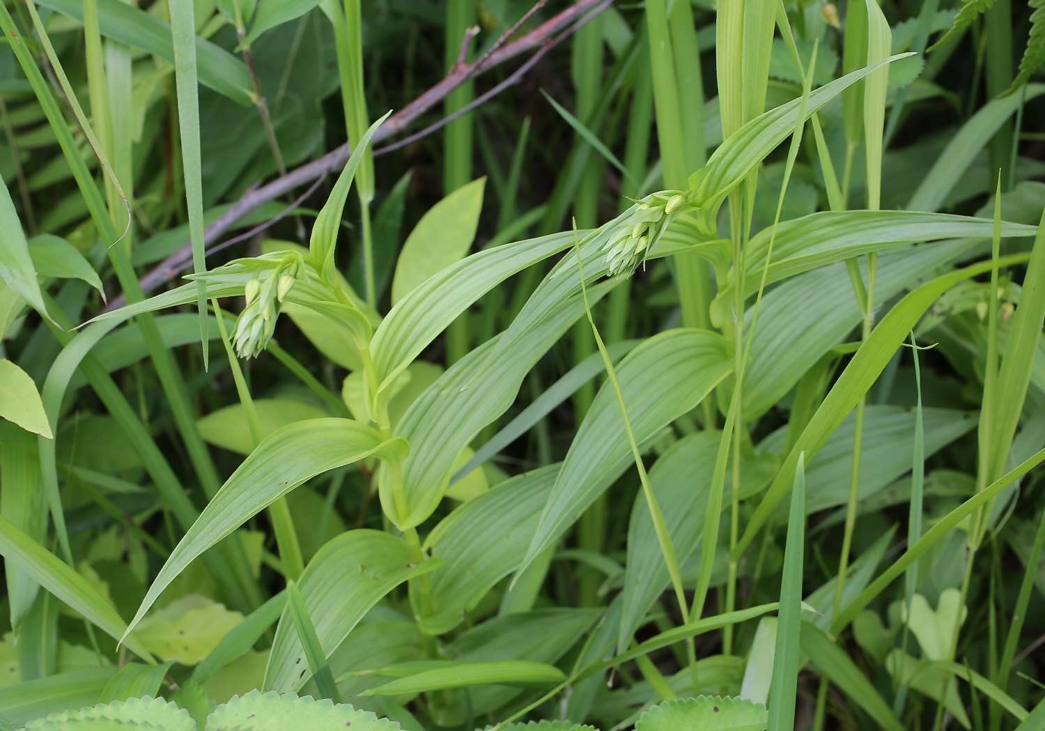 Epipactis thunbergii A. Gray resmi