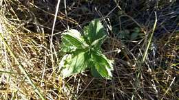 Image of stinging nettle