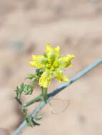 Image of slimlobe globeberry