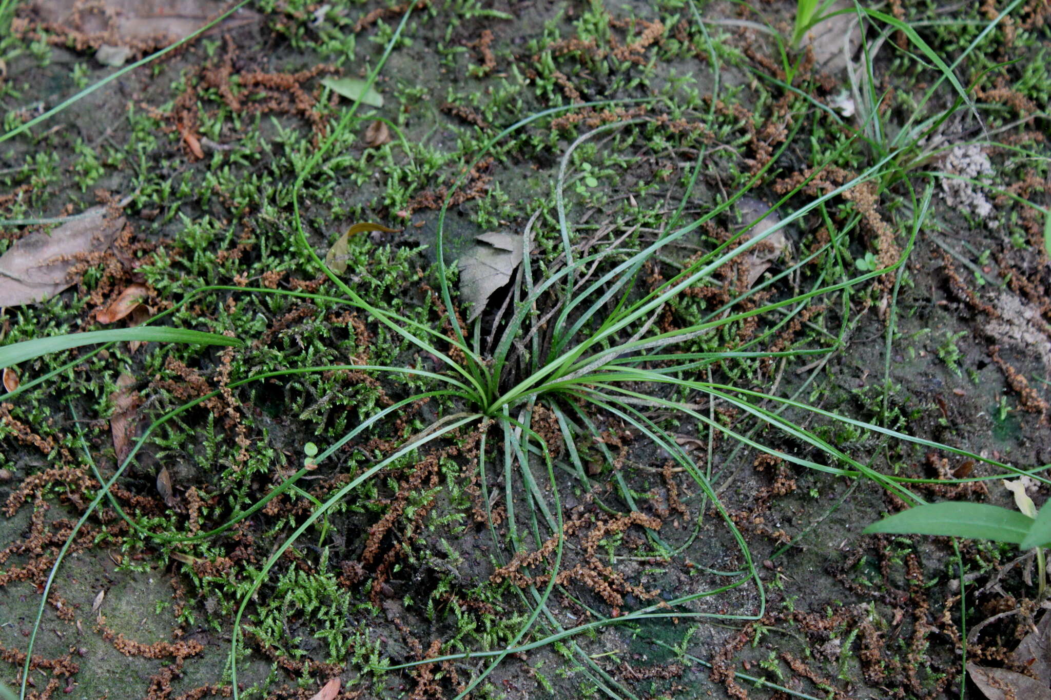 Image of Evergreen Quillwort