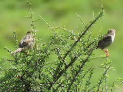 Sivun Cisticola subruficapilla jamesi Lynes 1930 kuva