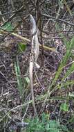 Image of Brazilian Bush Anole