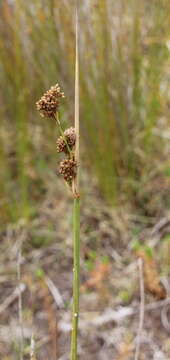 Image de Juncus pallidus R. Br.