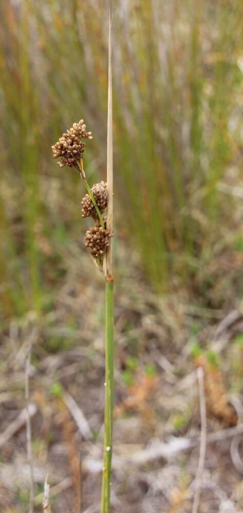 Imagem de Juncus pallidus R. Br.