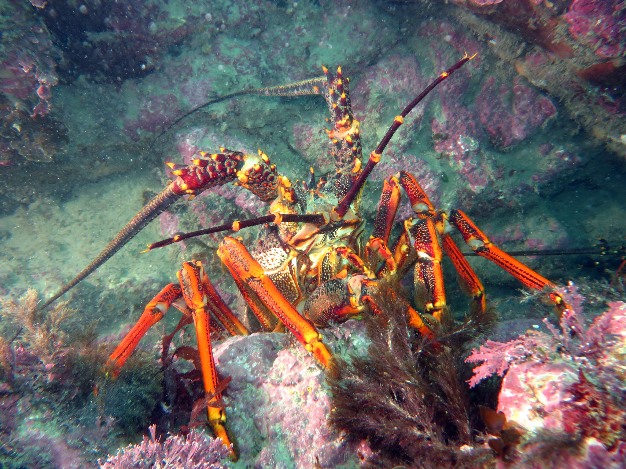 Image of Red Rock Lobster