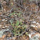 Image of Mitrophyllum roseum L. Bol.