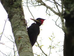 Image of Cream-backed Woodpecker