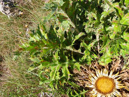 Image of Carlina acanthifolia subsp. acanthifolia