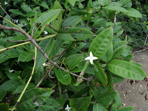 Image of Alibertia edulis (Rich.) A. Rich. ex DC.