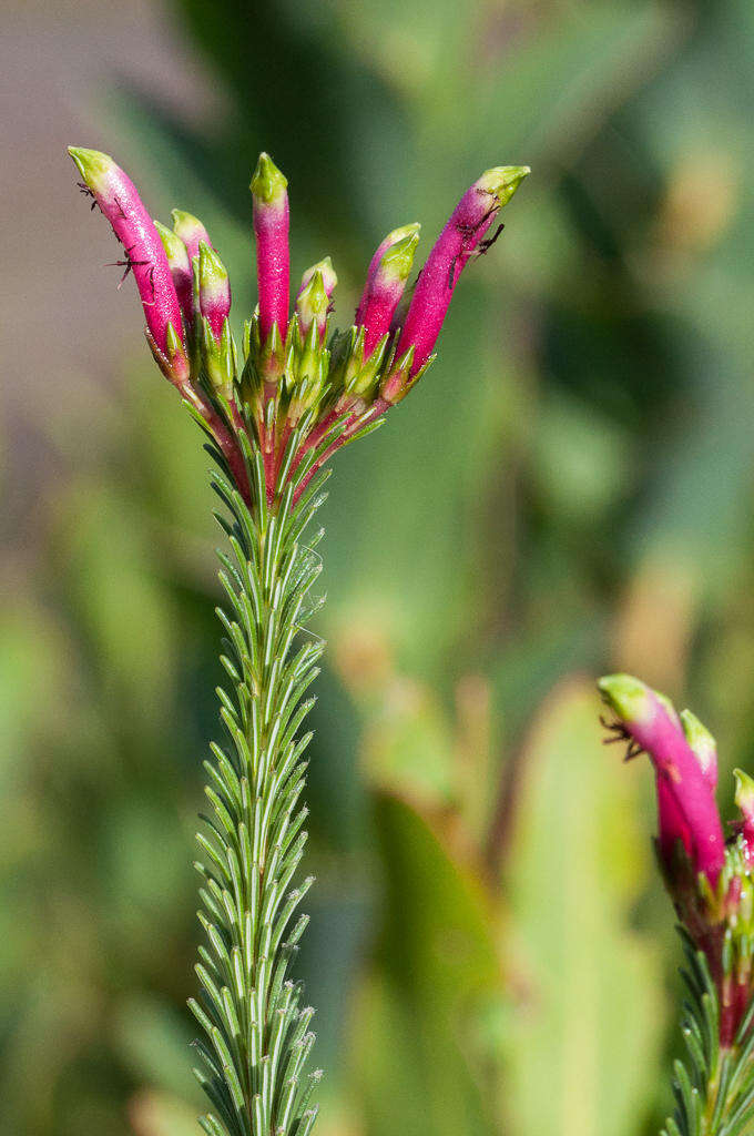 Image de <i>Erica <i>fascicularis</i></i> subsp. fascicularis