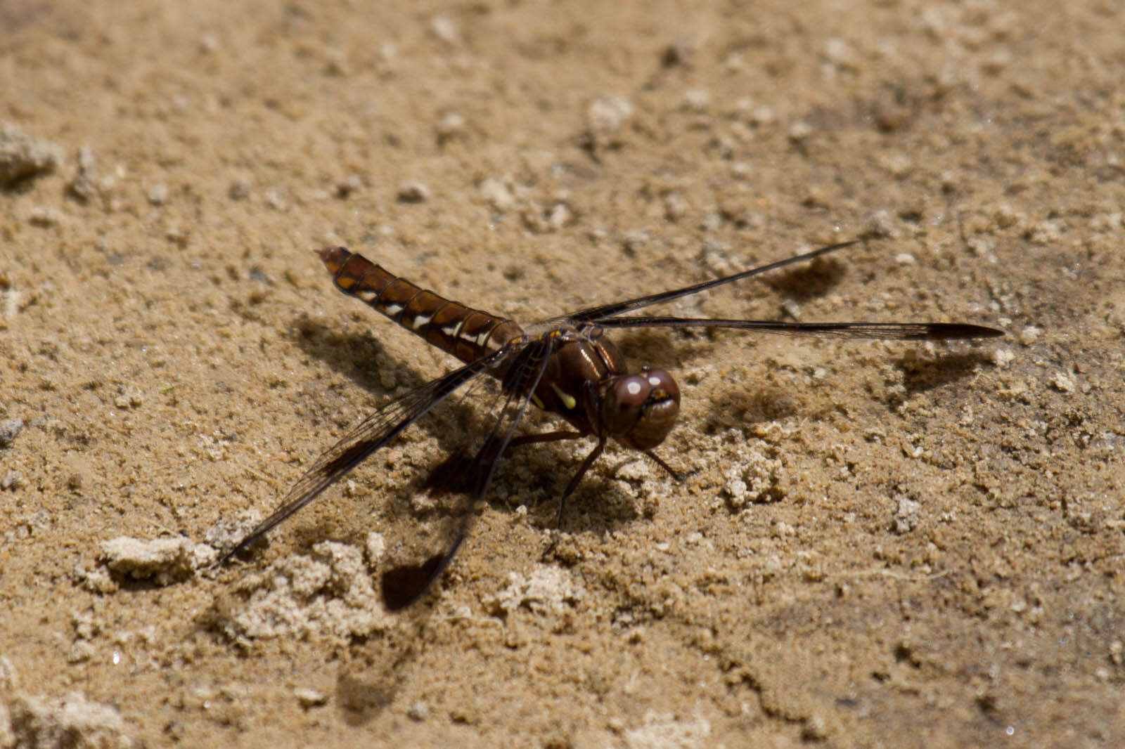 Image of Plathemis Hagen 1861