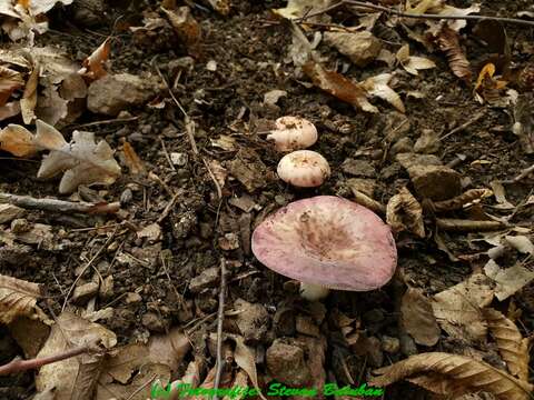 Image of Russula amoenicolor Romagn. 1962