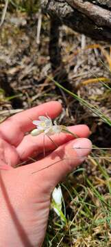 Image of Ornithogalum concinnum Salisb.