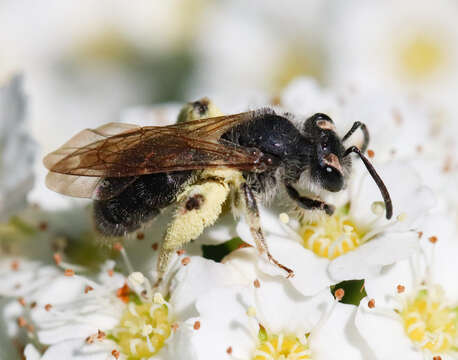 Andrena rufosignata Cockerell 1902 resmi