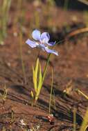 Image of Moraea lugubris (Salisb.) Goldblatt