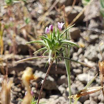 Image of Navarretia miwukensis D. Gowen & L. A. Johnson