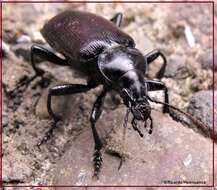 Image of Calosoma (Castrida) vagans Dejean 1831