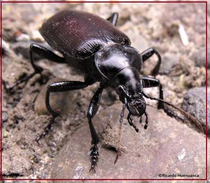 Слика од Calosoma (Castrida) vagans Dejean 1831