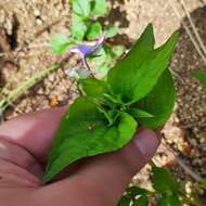 Imagem de Viola acuminata Ledebour