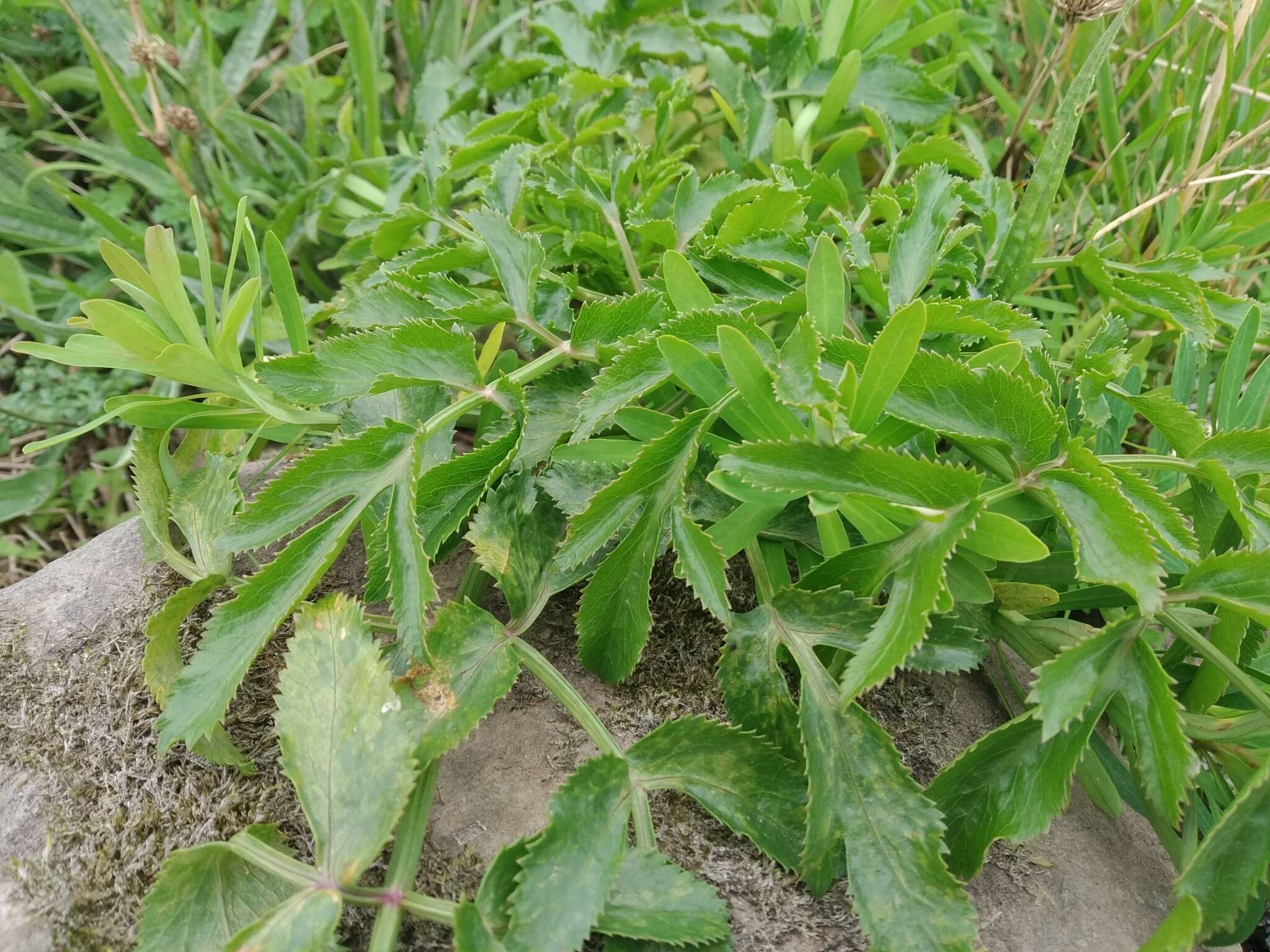 Image of Ammi trifoliatum (H. C. Watson) Trelease