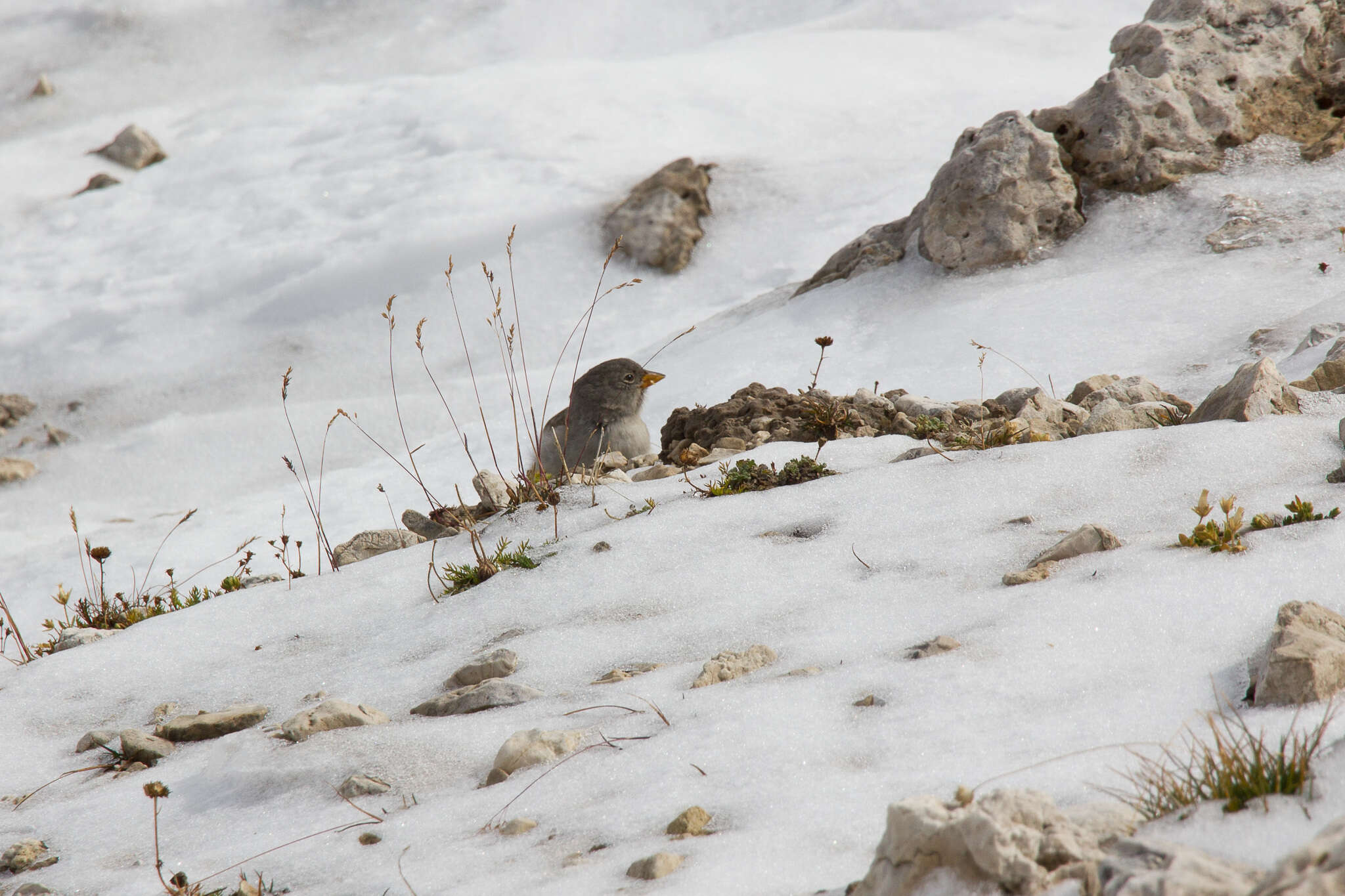 Image of Snowfinch