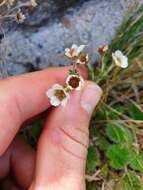 Image of Geum cockaynei (F. Bolle) B. P. J. Molloy & C. J. Webb