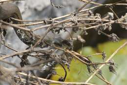 Image of Blackbelly Garter Snake