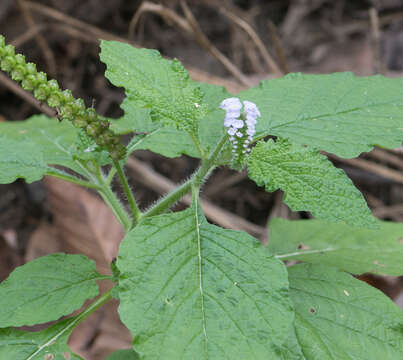 Image of Indian heliotrope